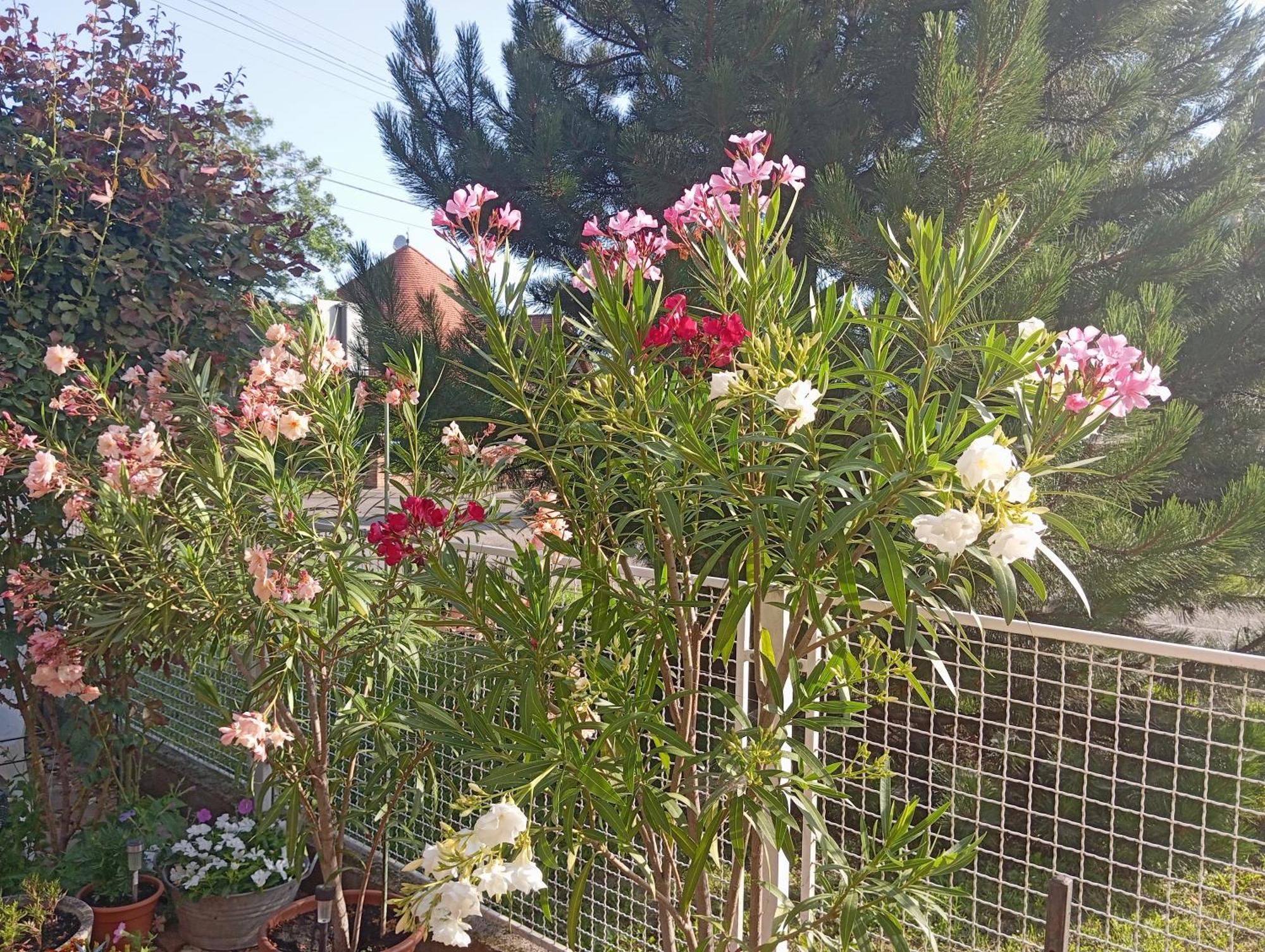 Hajdúszoboszló Marika Apartman מראה חיצוני תמונה