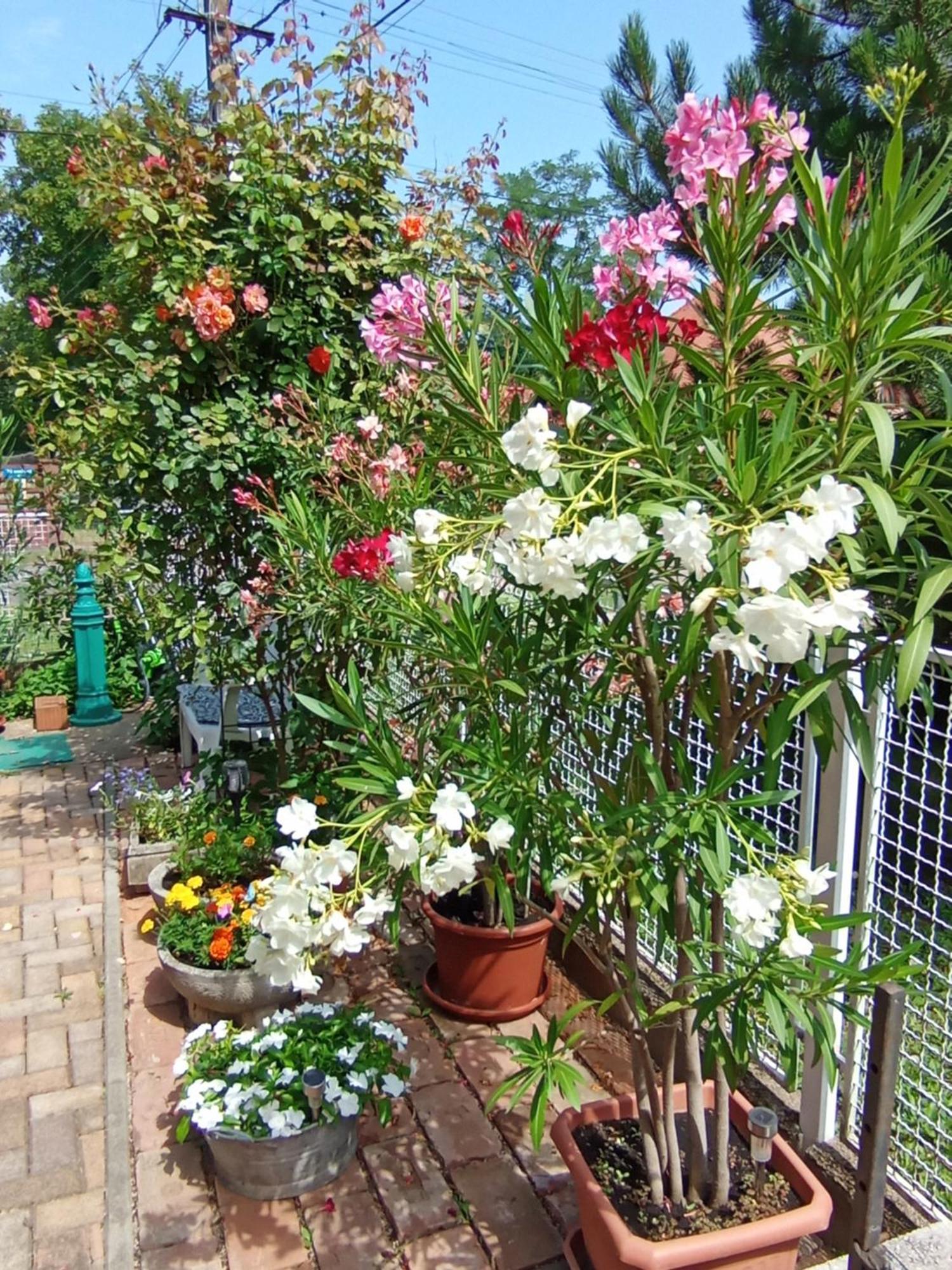 Hajdúszoboszló Marika Apartman מראה חיצוני תמונה